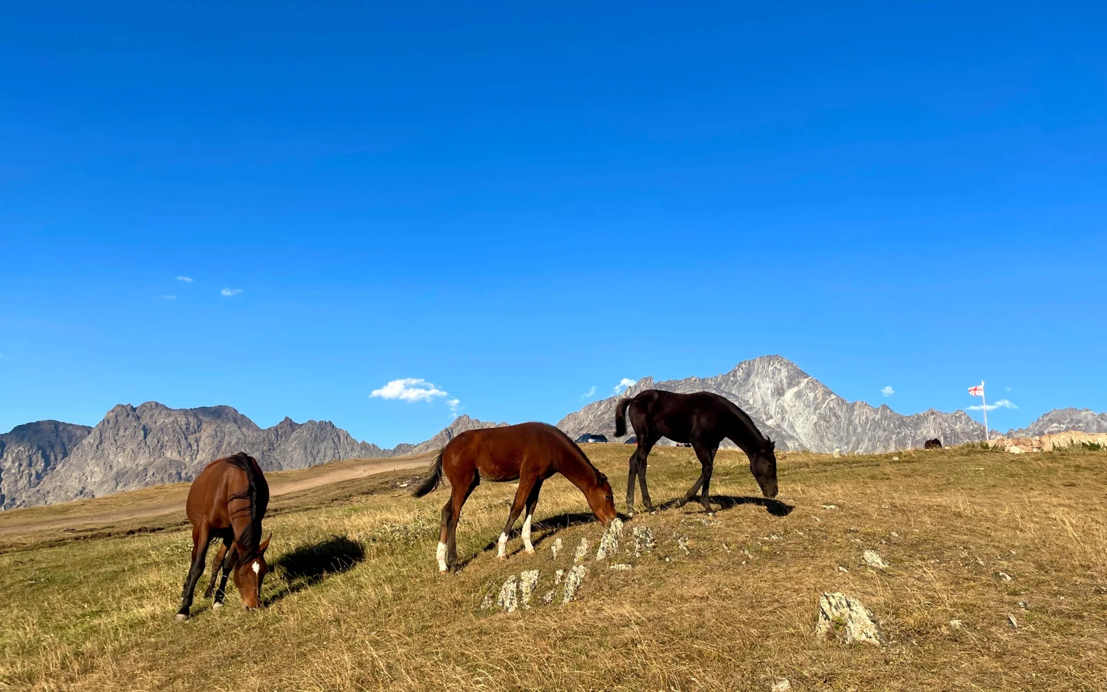 Begegnungen mit Wildpferden sind keine Seltenheit 