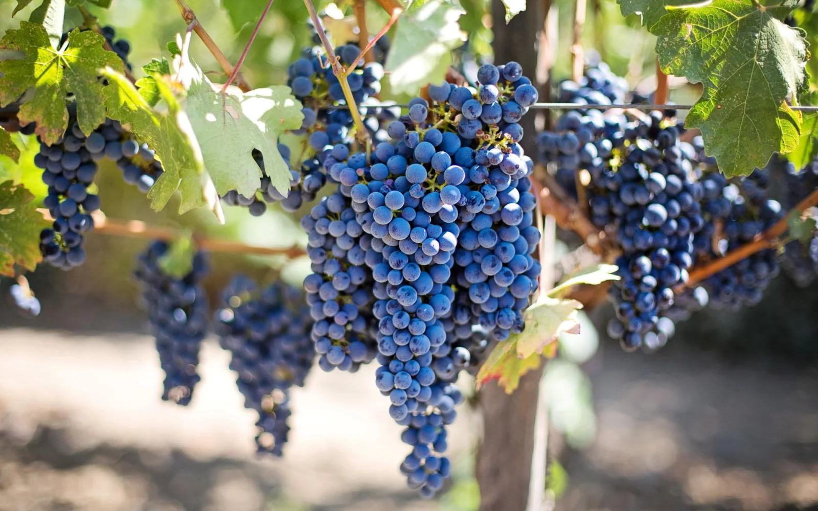 In der Weinregion Kachetien darf eine Kostprobe natürlich nicht fehlen