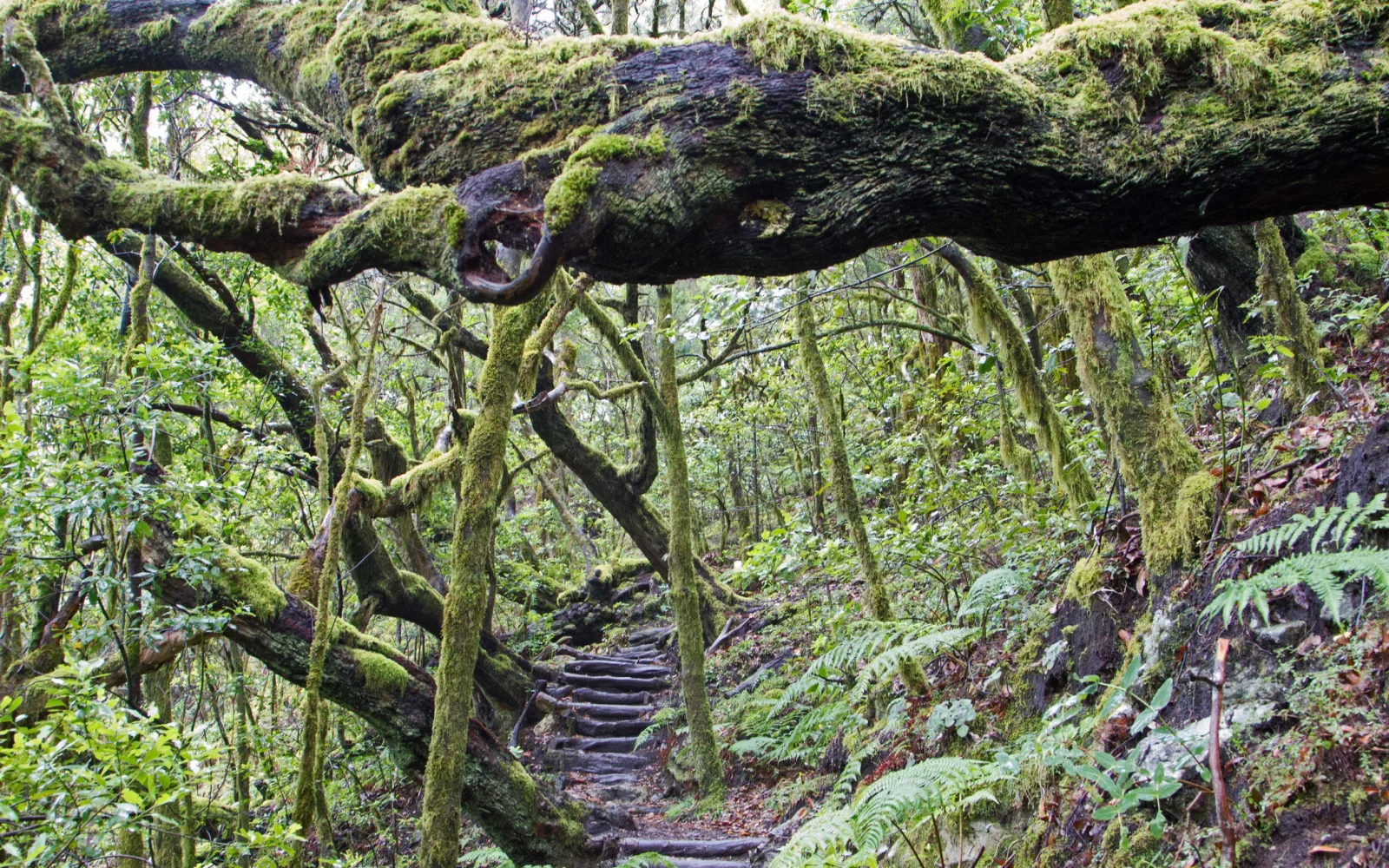Nationalpark Garajonay: im einzigartigen, verwunschenen Lorbeerwald