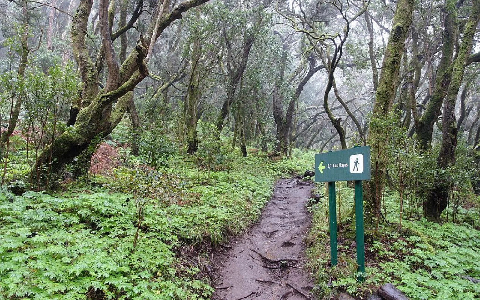Im märchenhaft anmutenden Lorbeerwald Laurisilva (Foto: S. Heitmann)