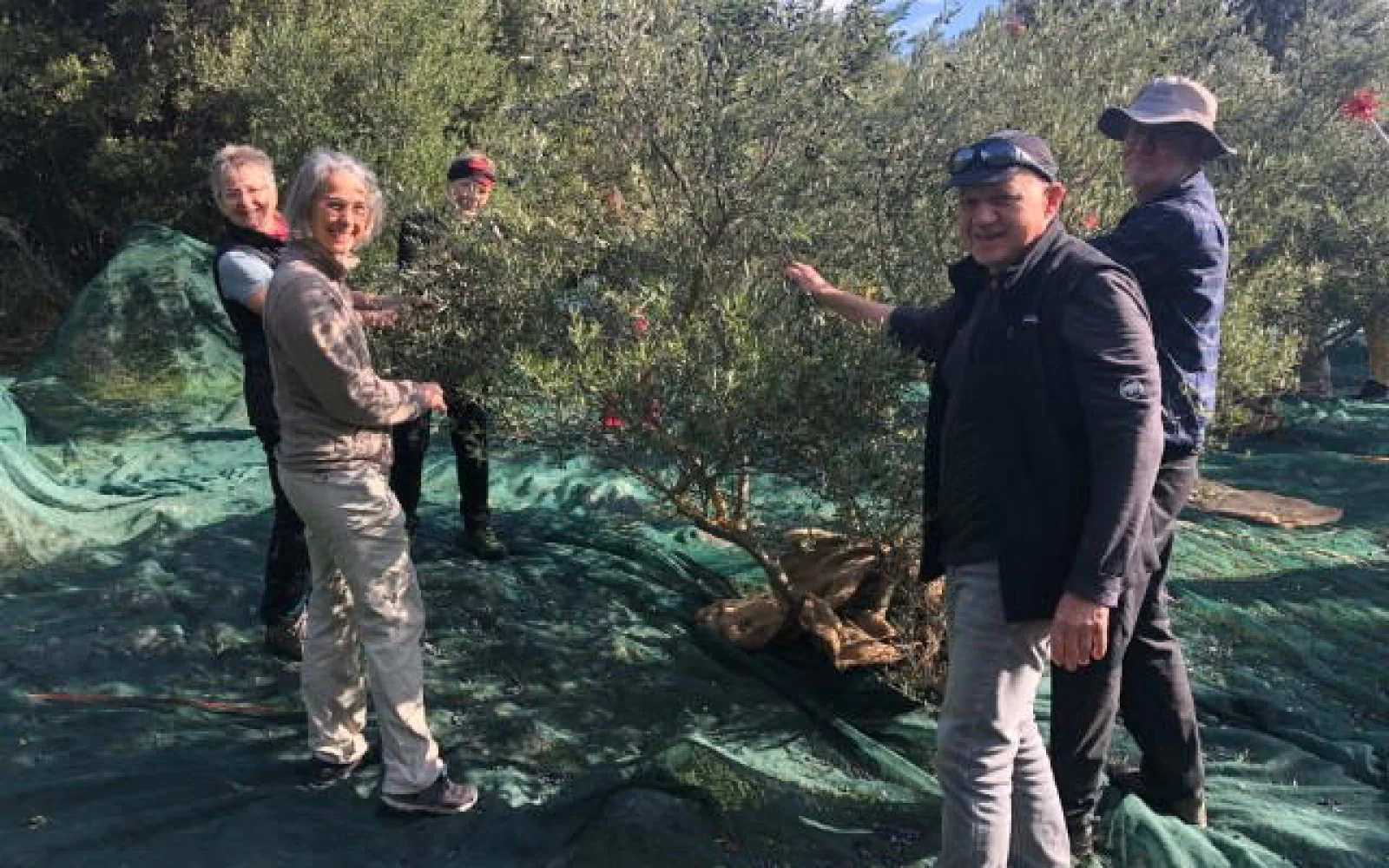 Olivenöl-Exkurs im Dorf Mithi - Sie legen bei der Ernte mit Hand an und können das frische, kaltgepresste Olivenöl probieren... 