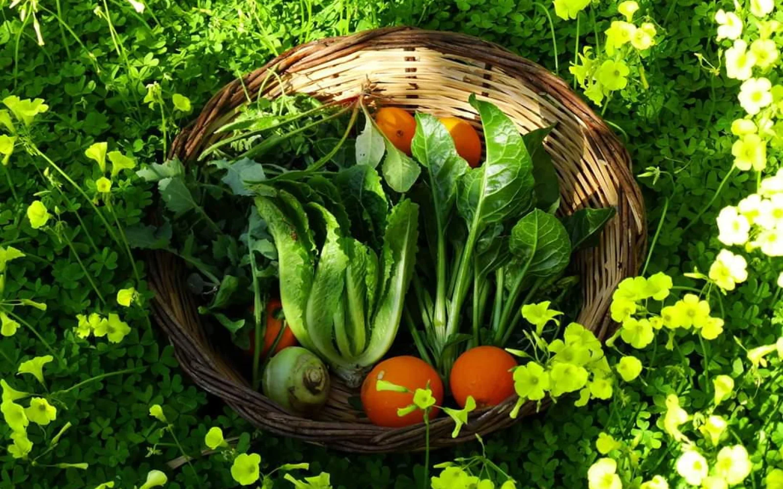 Sammeln, zubereiten, genießen - es ist Erntezeit auf Kreta.