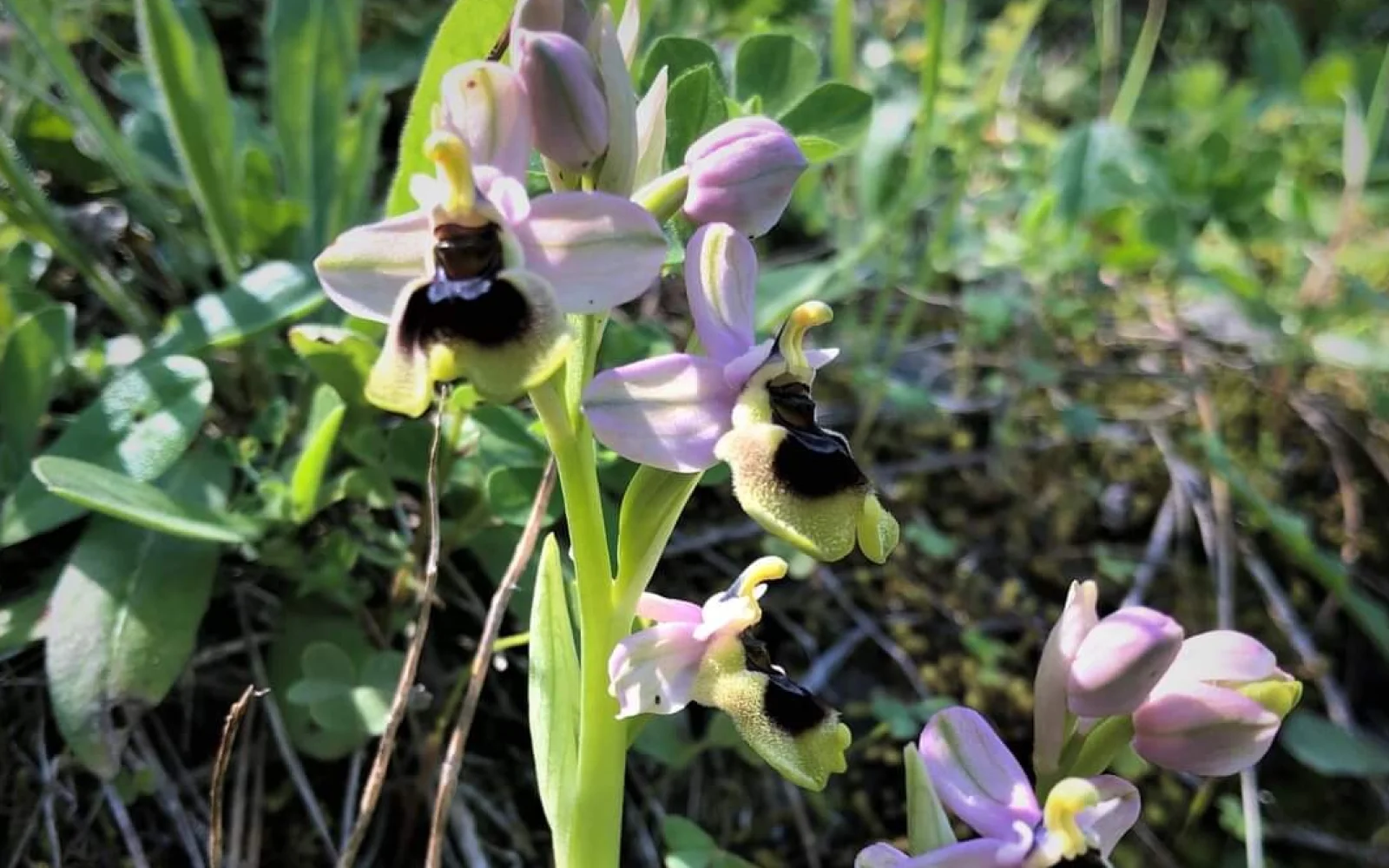 Bis zum 70 Orchideenarten wachsen auf Kreta, einige davon endemisch.