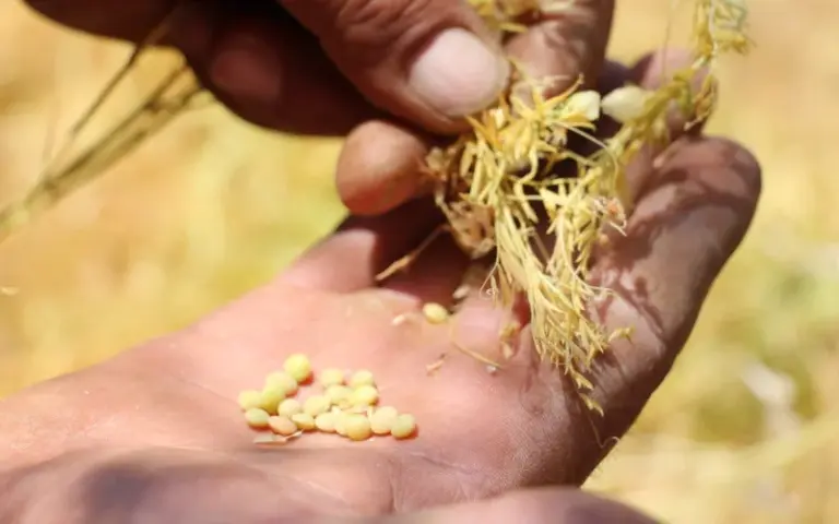 Bewusste Ernährung beginnt bei der Saat
