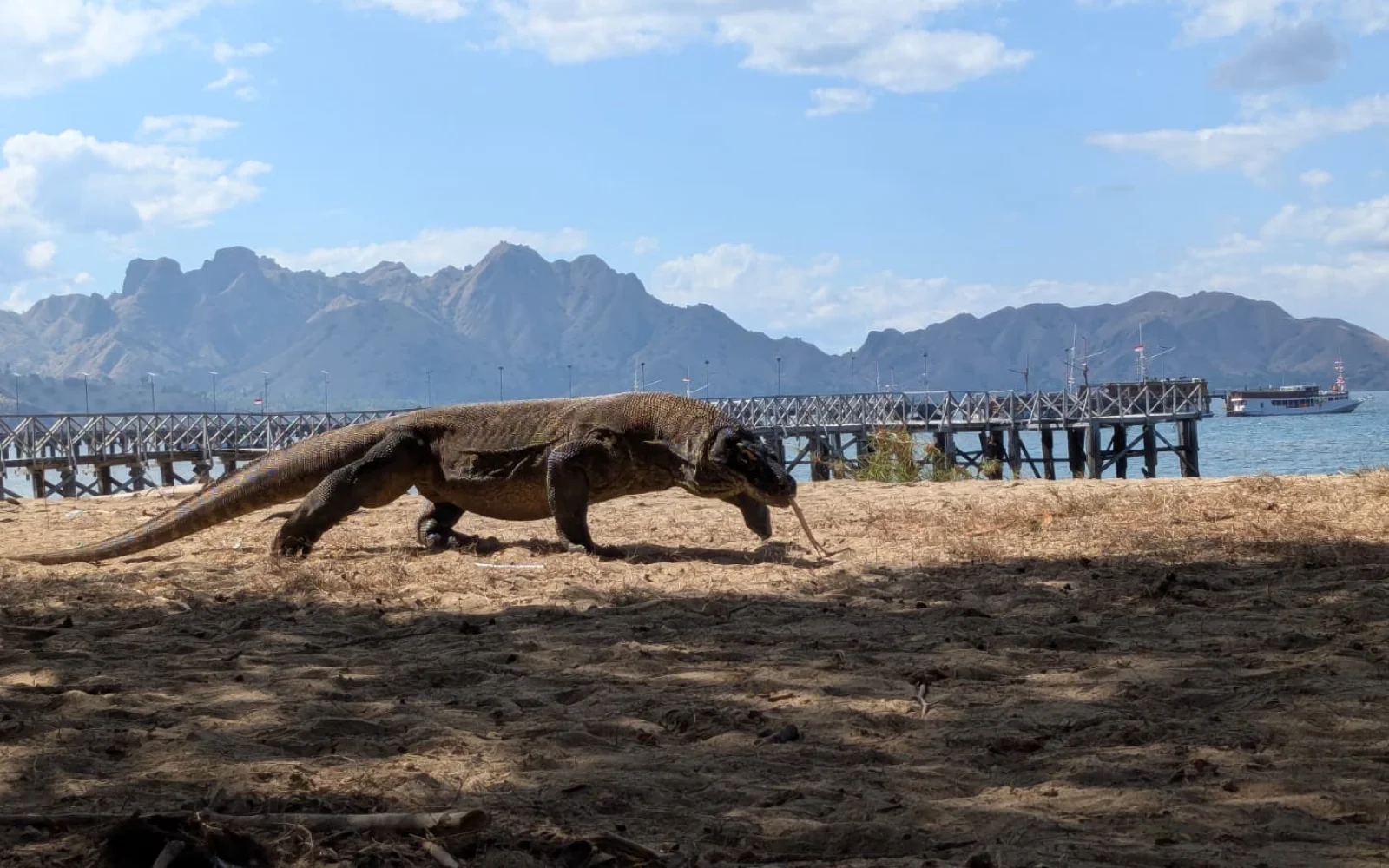 Der Komodowaran ist wohl letzte Drache unserer Erde (Foto: F. Bort)