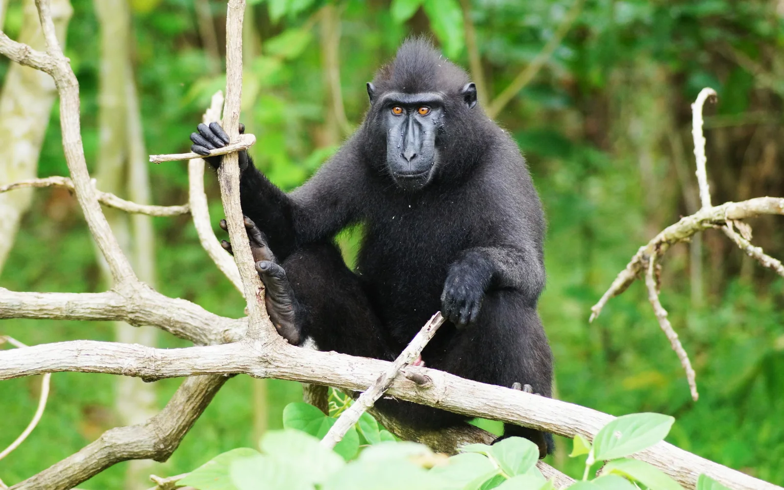 Tierische Begegnungen – Auf Schopfmakaken treffen im Tangkoko-Nationalpark