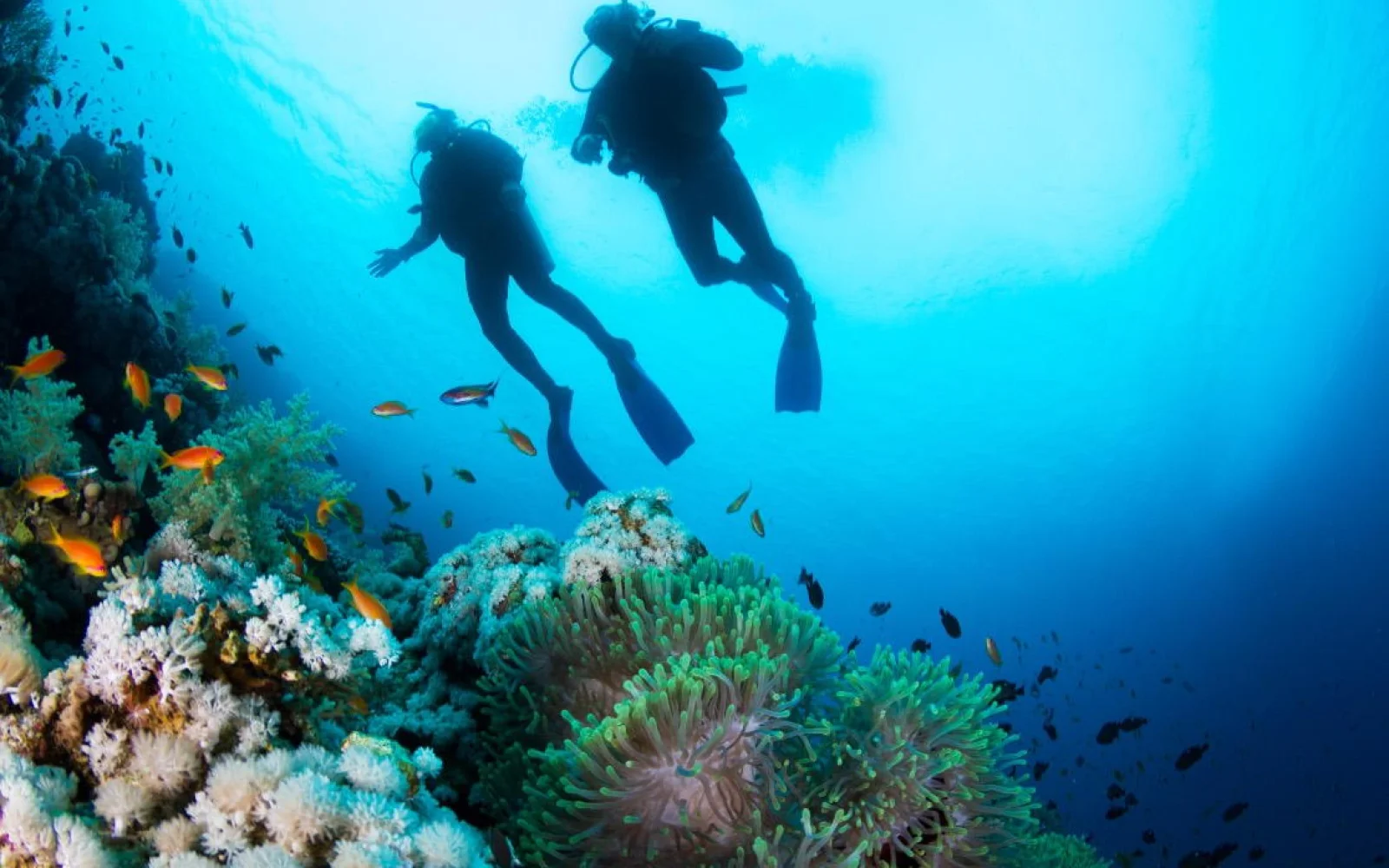 Die Wasserwelt vor Karimunjawa ist noch intakt