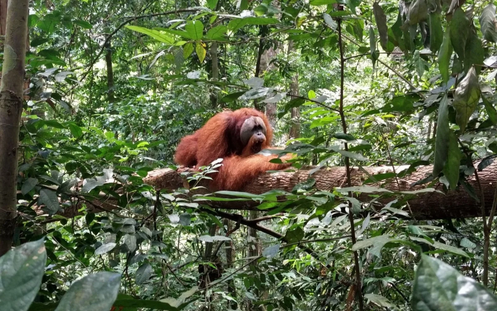Nationalpark Gunung Leuser: Gänsehautmomente bei Orang-Utan-Begegnungen 