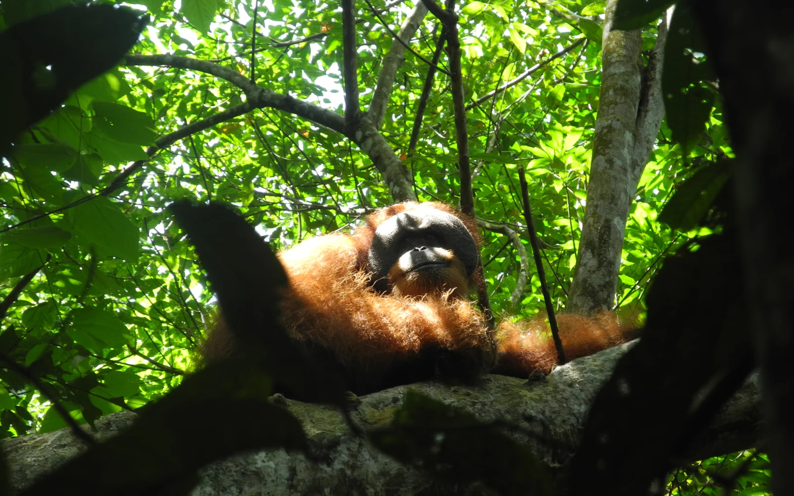 Zu Gast bei den Bewohnern des Regenwaldes
