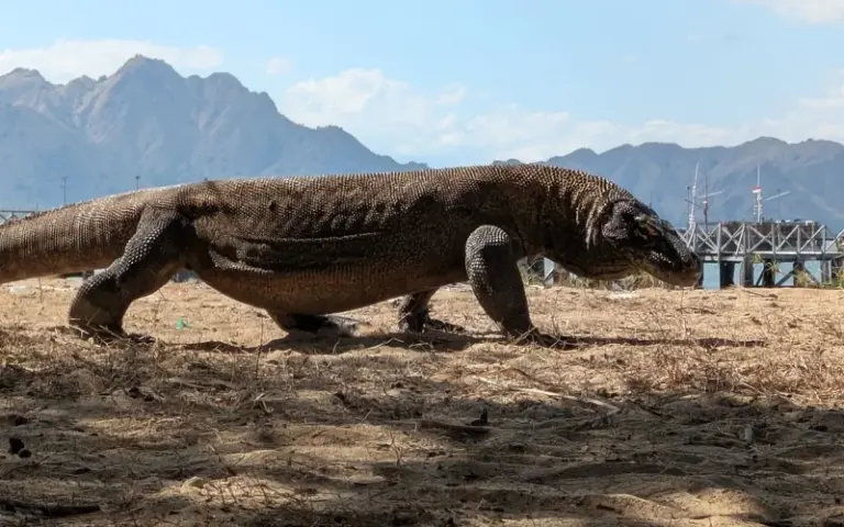 Rinca und Umgebung: Besuch der Komodowarane und Schnorcheln