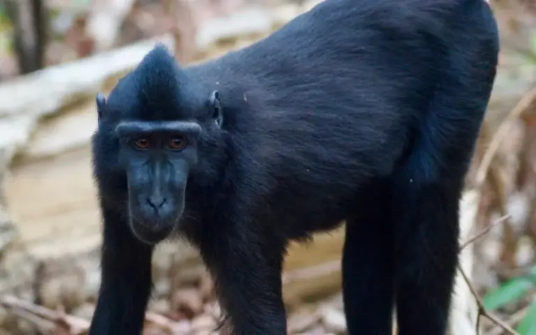 Wilden Tieren auf der Spur im Tangkoko-Nationalpark