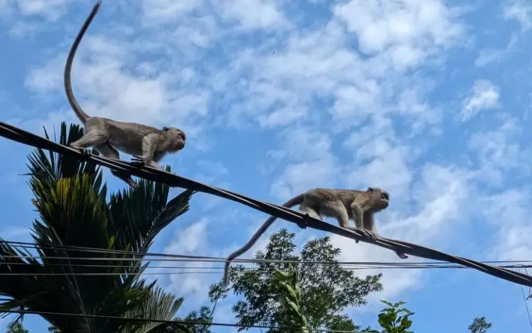 Weiterfahrt in den Regenwald-Nationalpark Gunung Leuser 