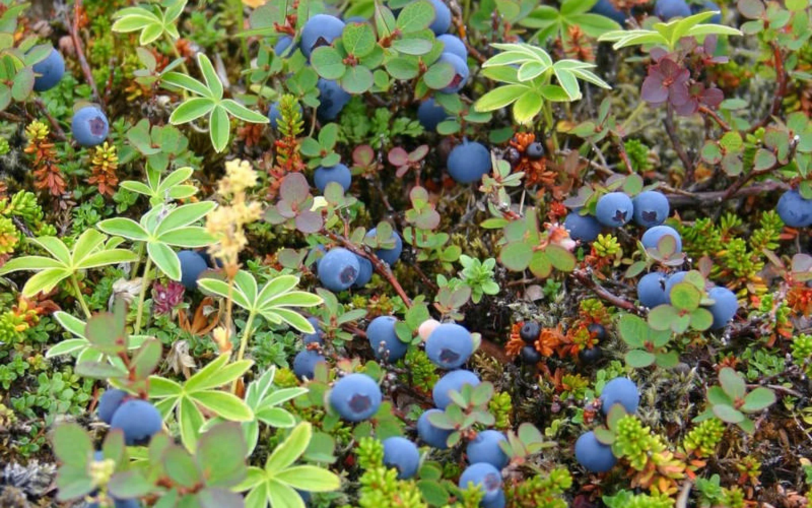 ...und (ab Mitte August) als Kompottzugabe schmackhafte Heidelbeeren