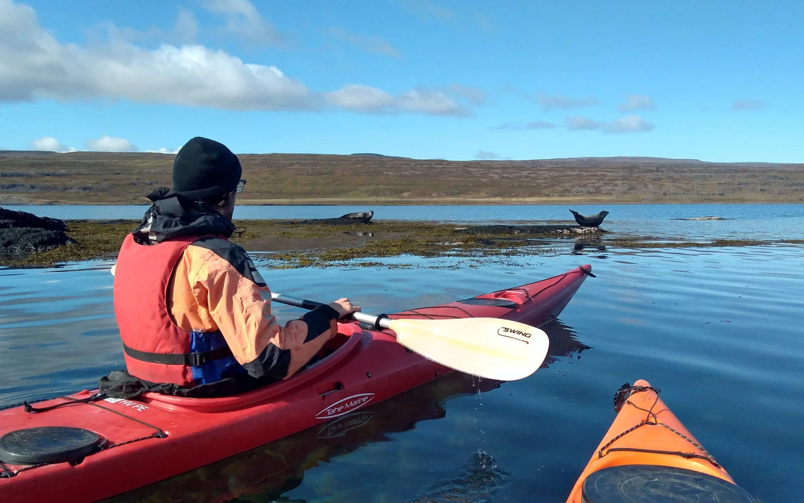 Seekajaktour im geschützten Fjord mit tierischem Publikum