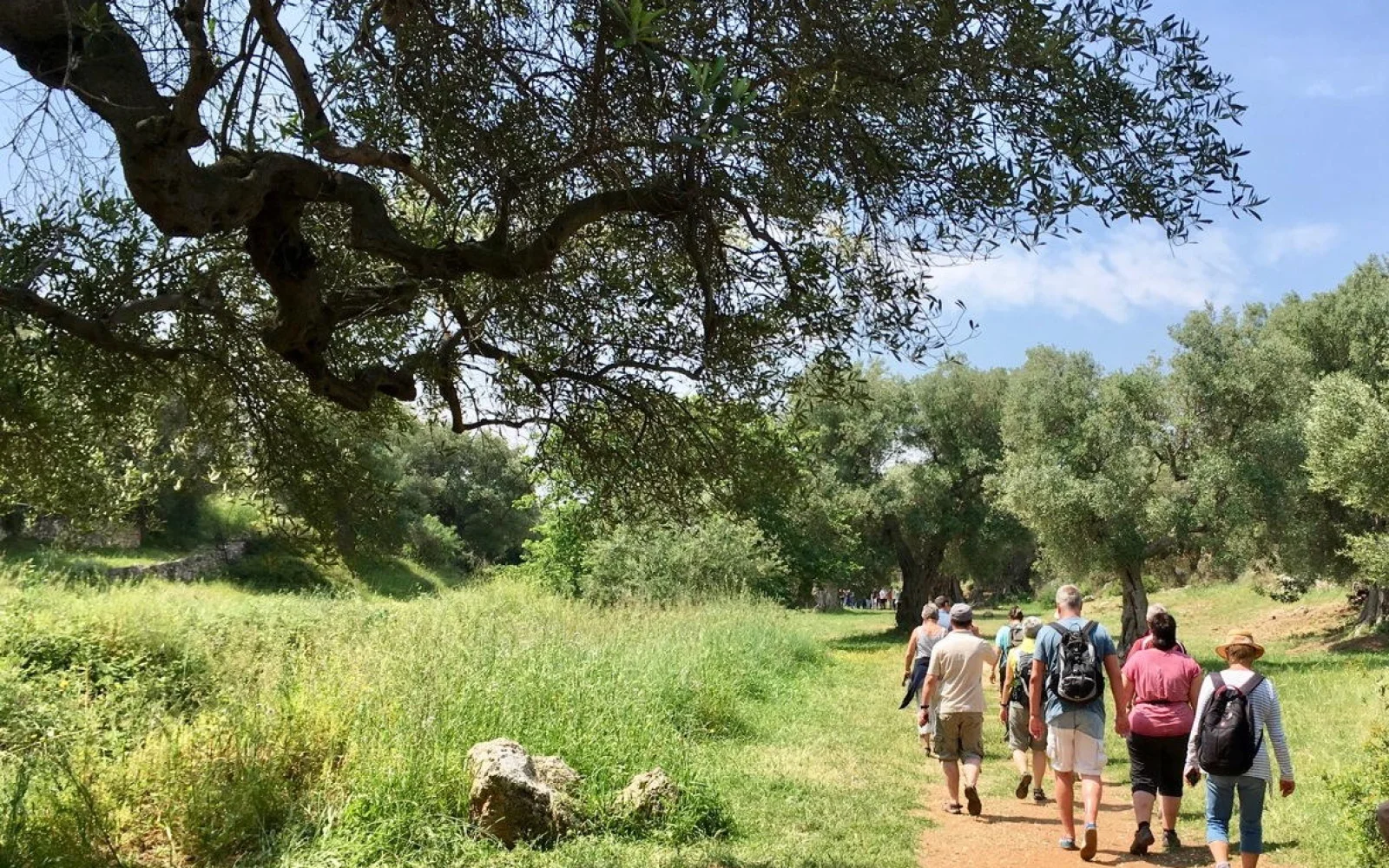 Auf ruhigen Pfaden wandern Sie genussvoll durch die Landschaft der Olivenhaine