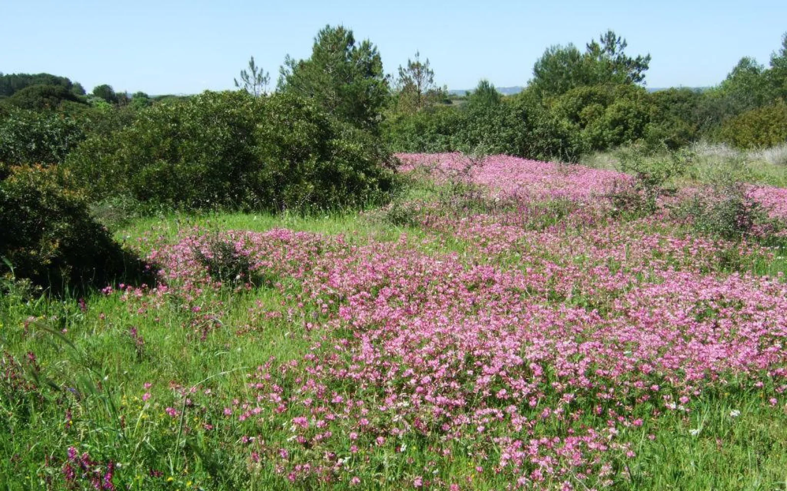 Im Frühjahr blüht die Landschaft und es ist herrlich grün!
