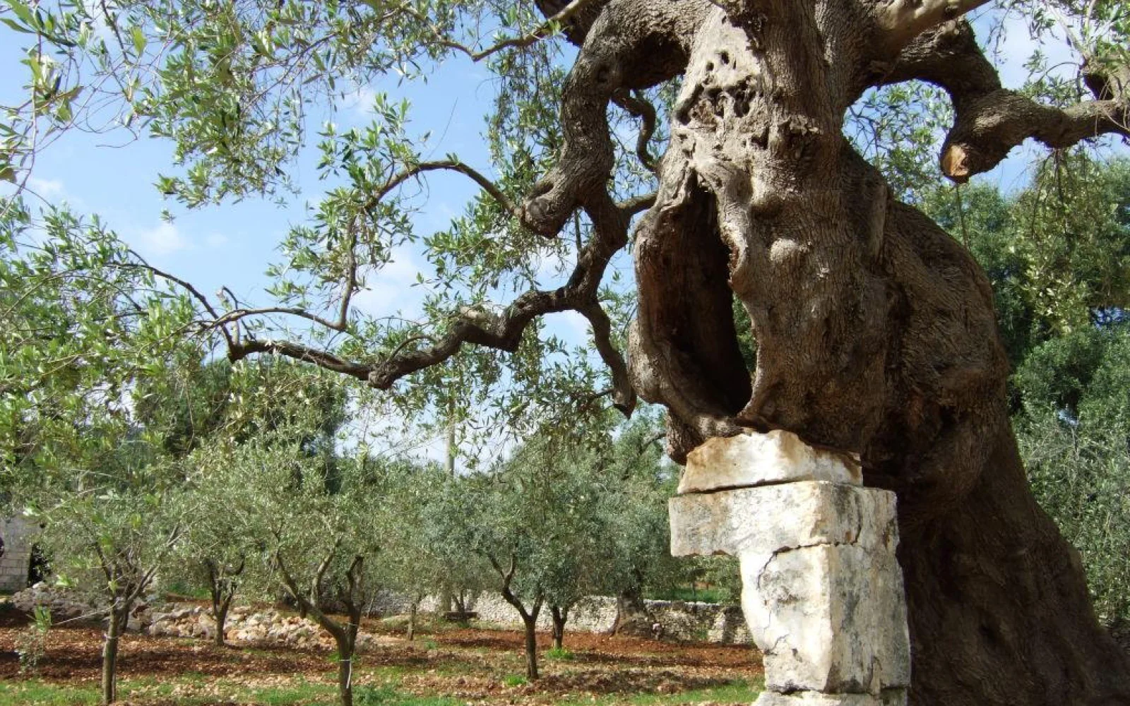 Die Olivenbäume sind der Stolz der Apulier und liefern das "grüne Gold" des Landes