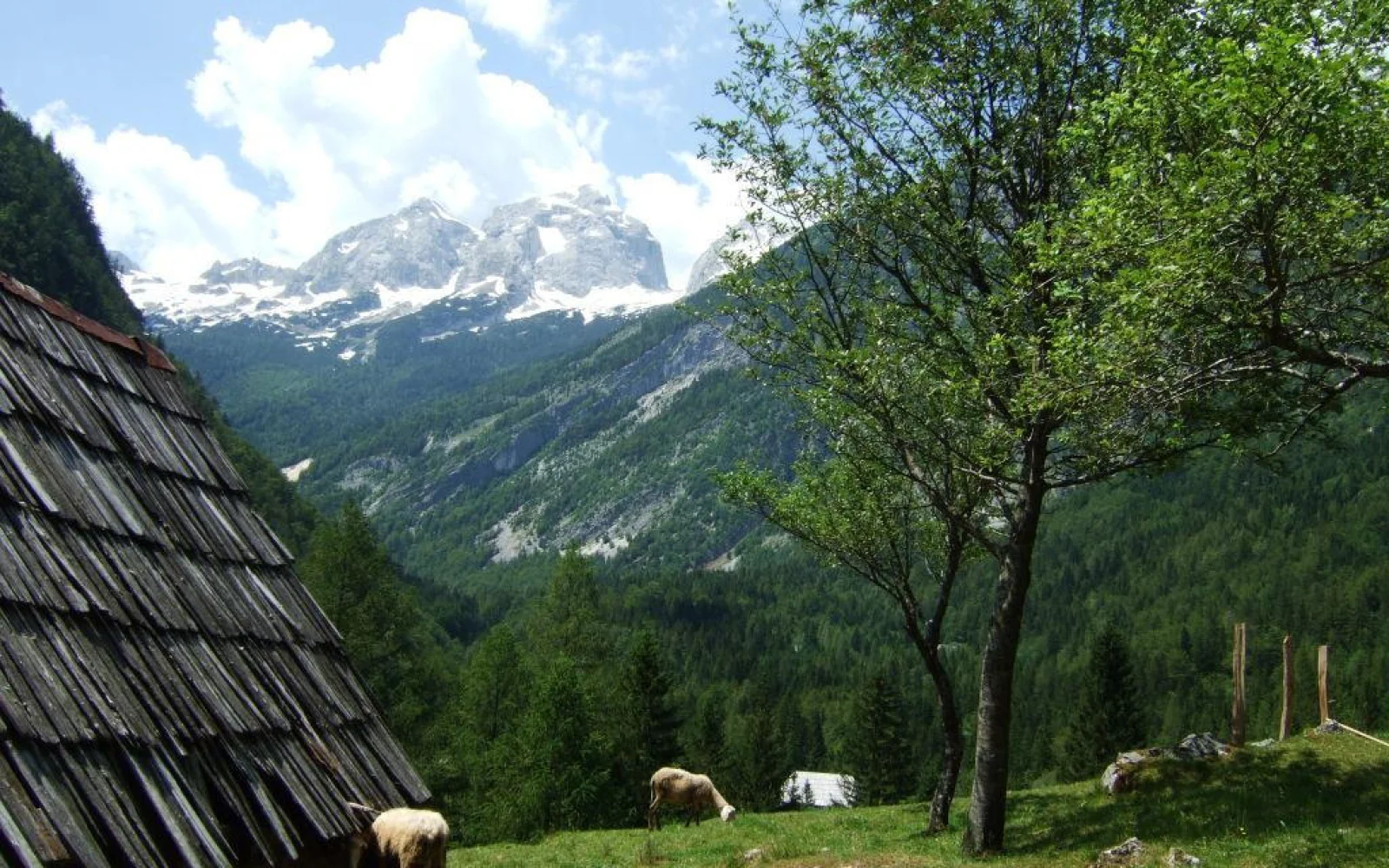 In einer Almwirtschaft können Sie Hand anlegen bei der traditionellen Käseherstellung