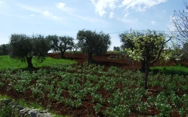 Marktbesuch in Ostuni & Wanderung durchs Trulli-Tal