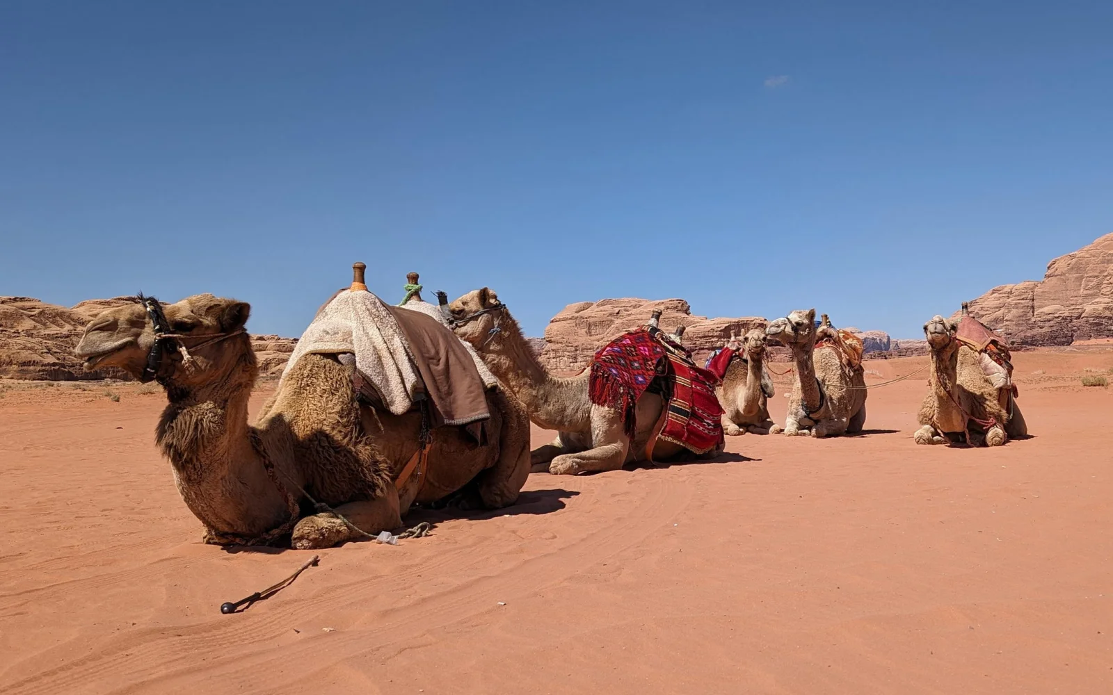 Am Wadi Rum wechseln Sie vom Fahrzeug auf die Rücken der Dromedare