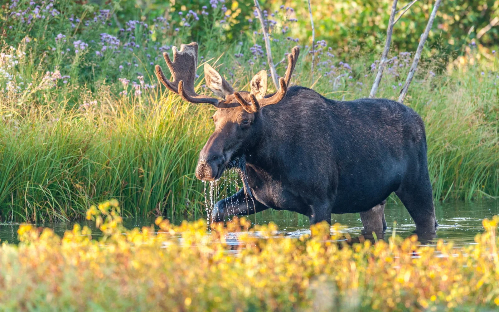 Tierbeobachtung im Gros-Morne National Park