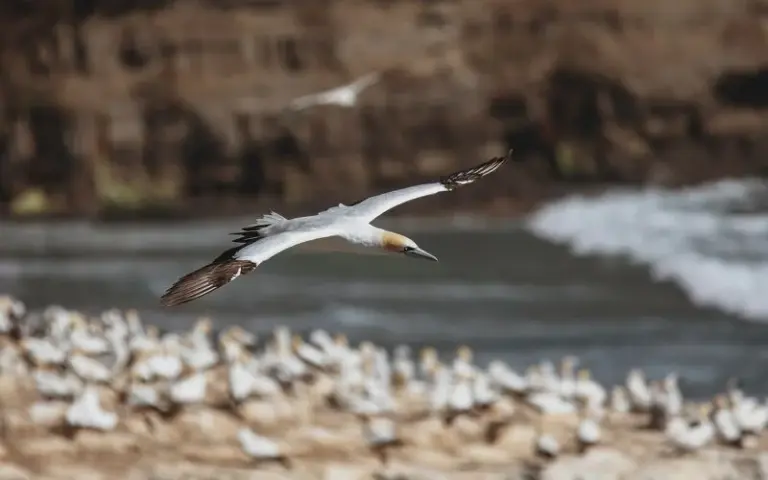 Avalon-Halbinsel und Besuch von Cape St. Mary’s
