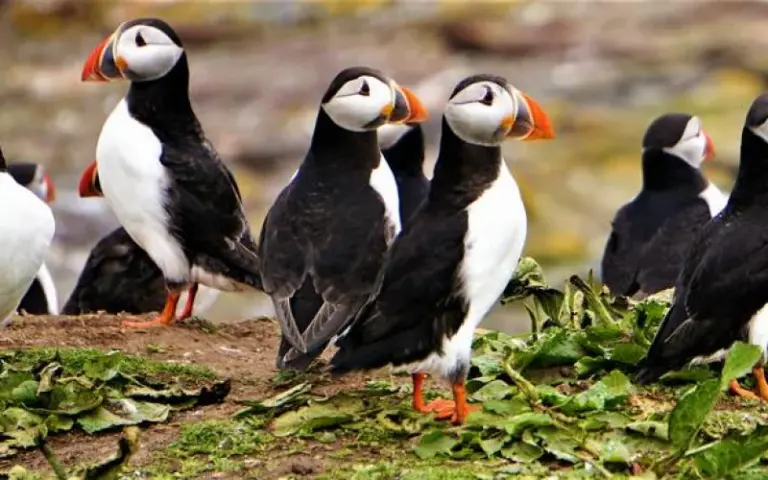 Fahrt zum La Manche Provincial Park und Bootstour in der Witless Bay