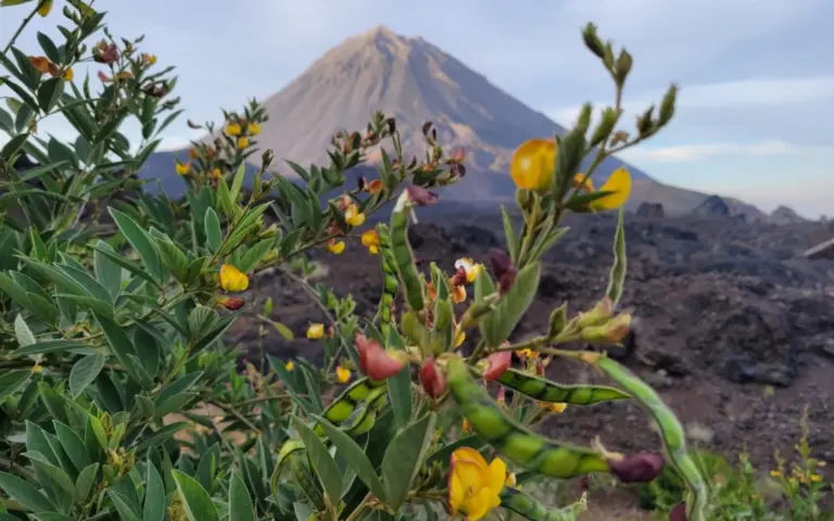 Insel Fogo: Blick auf den Fogo 