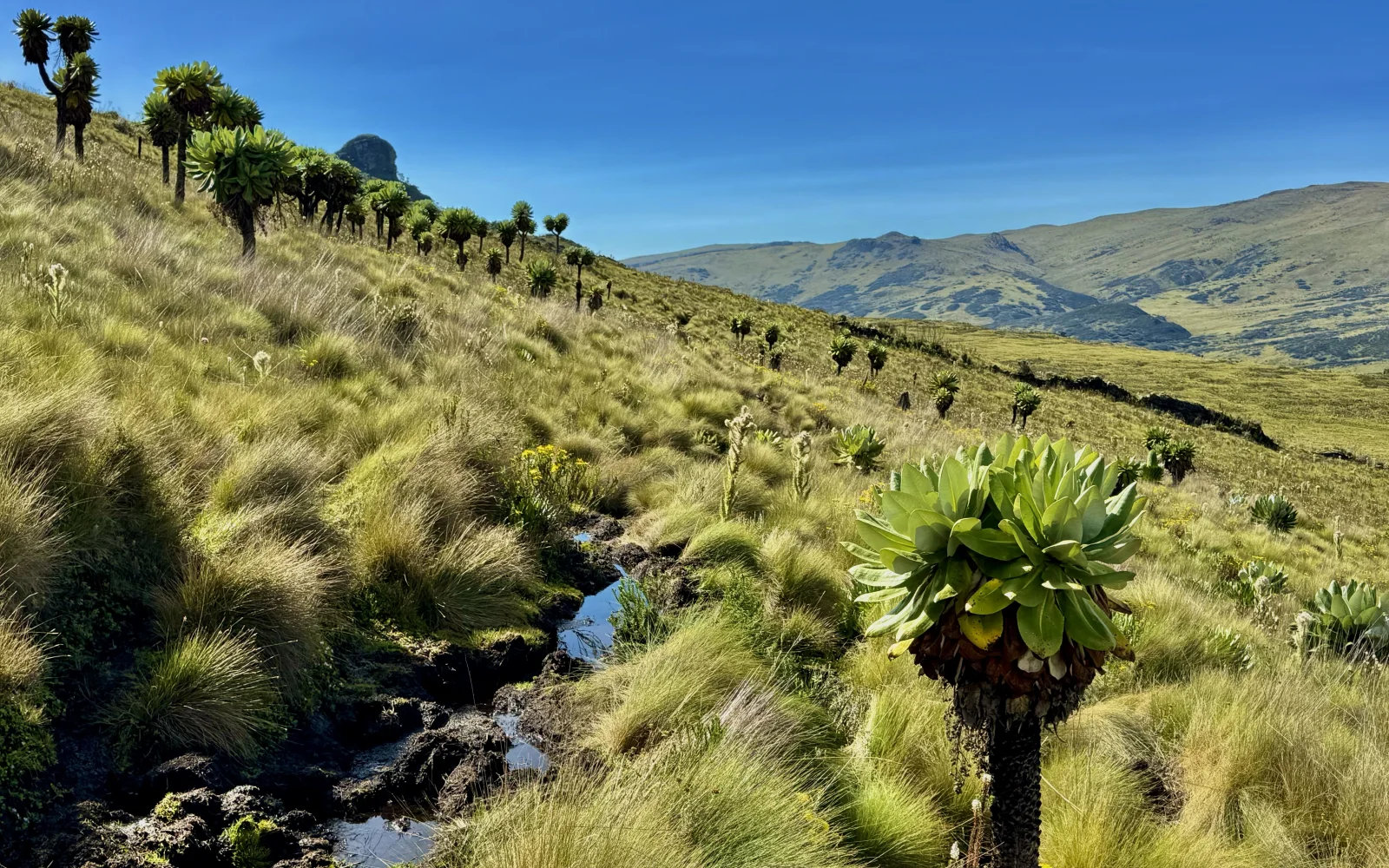 Über 4000m in den Aberdares – ideale Akklimatisation