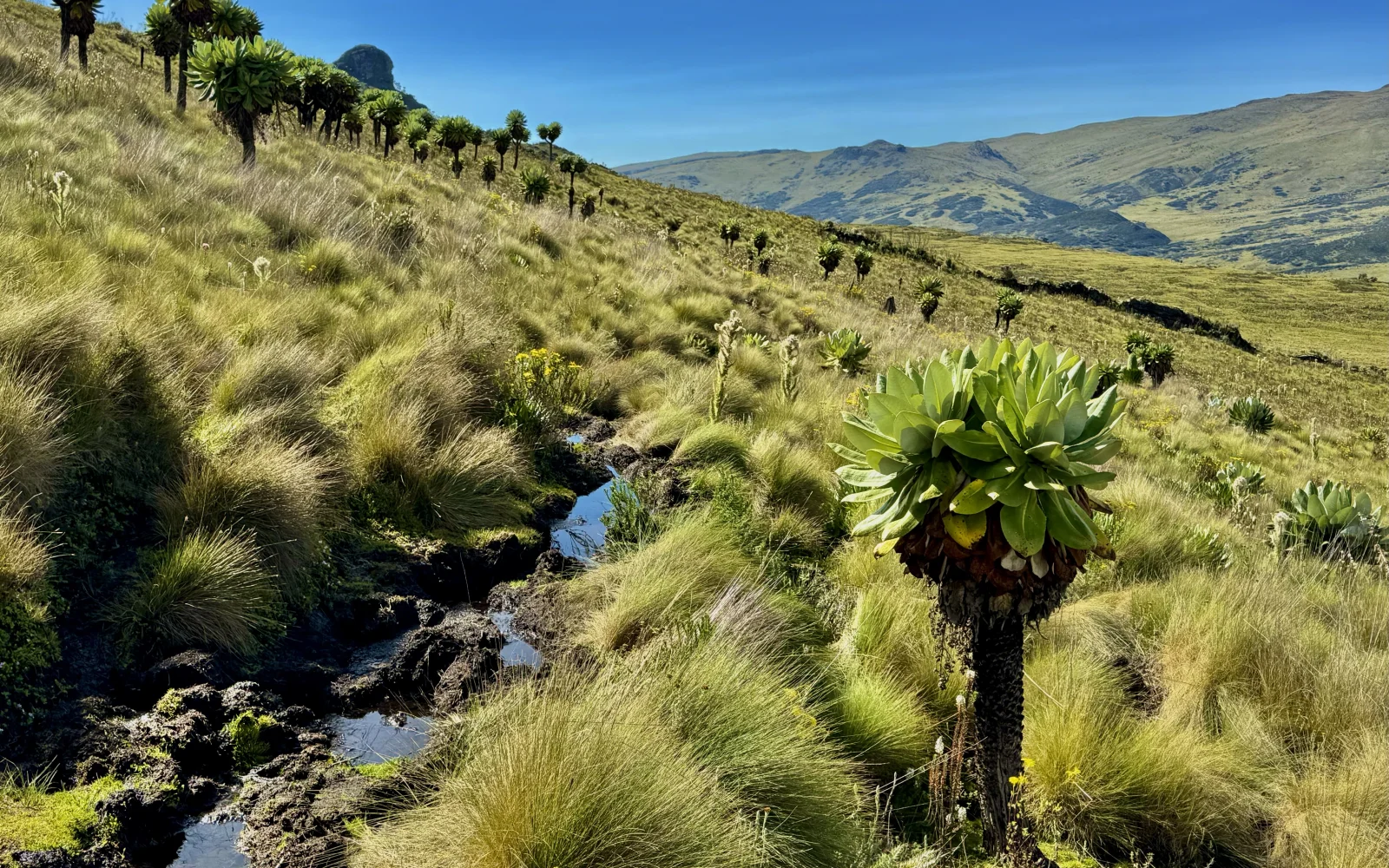 Über 4000m in den Aberdares – ideale Akklimatisation