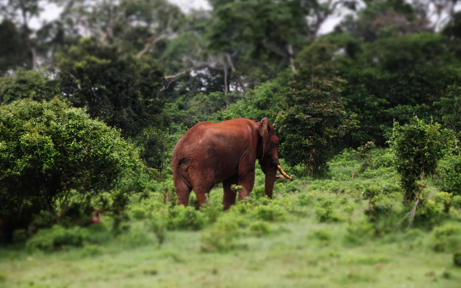 Mit Rangern in den Aberdares: mit Glück treffen Sie auch auf große Tiere