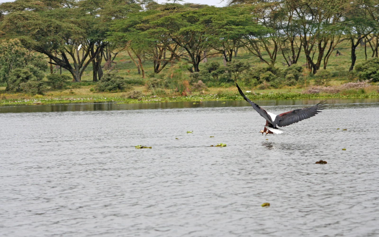 Naivasha-Region entdecken: Kurze Wanderung zum Crater Lake im Vogelparadies