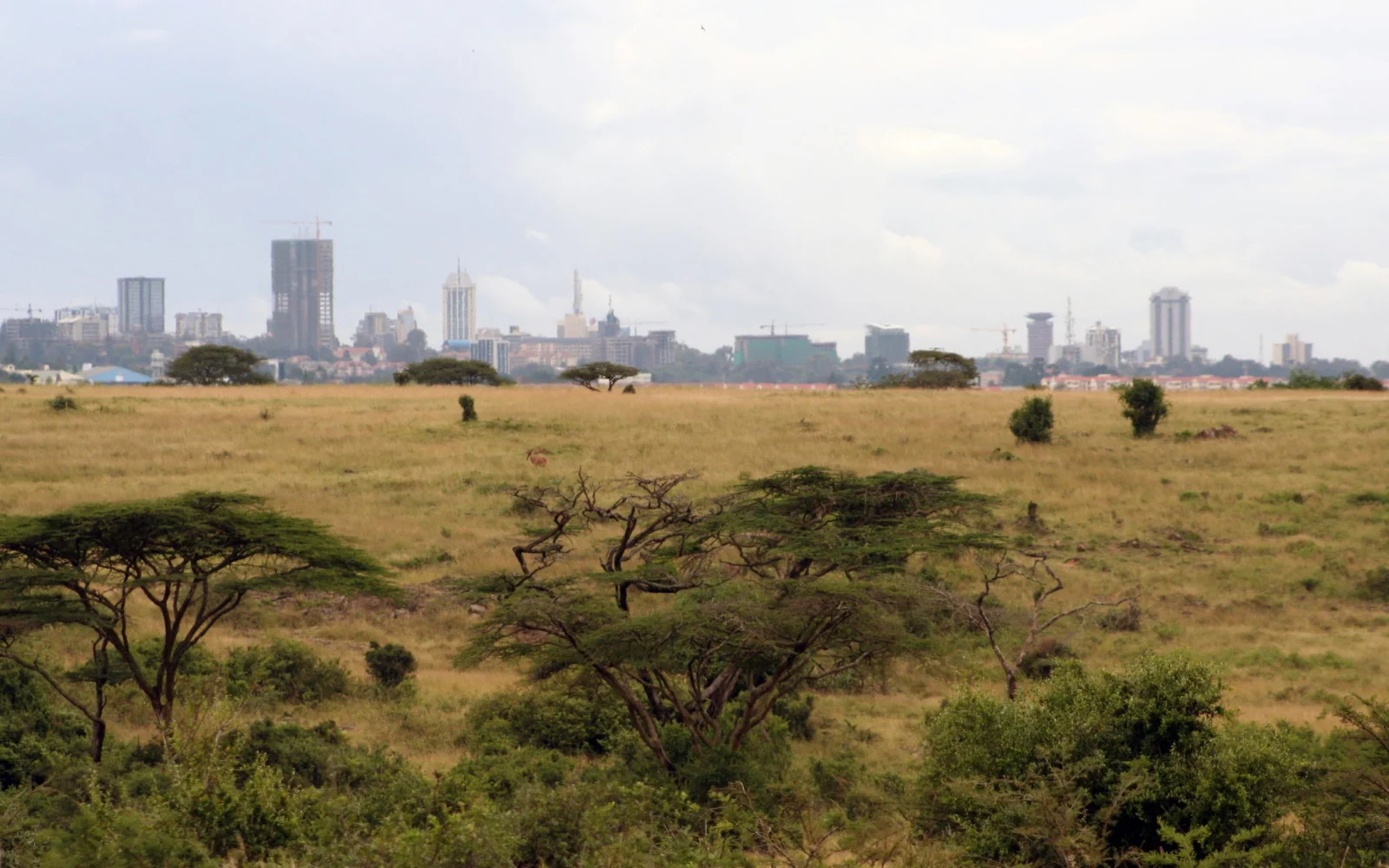 Nairobi im Rücken, Natur vor Augen: Ihr Reiseauftakt im Grünen