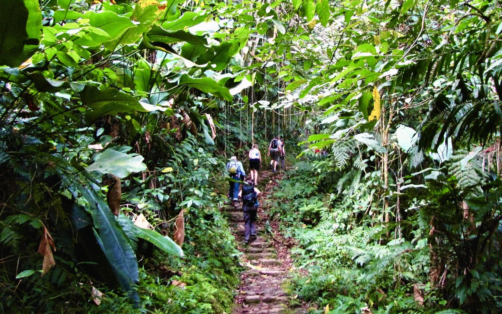 Über alte Treppen gesäumt von üppiger Vegetation hinauf zur Ciudad Perdida
