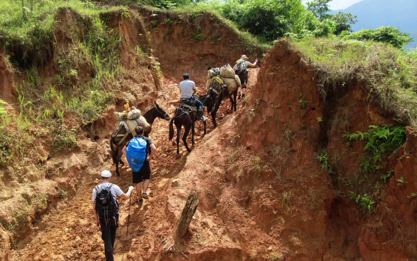 Beim Trekking wird das Hauptgepäck von Maultieren transportiert