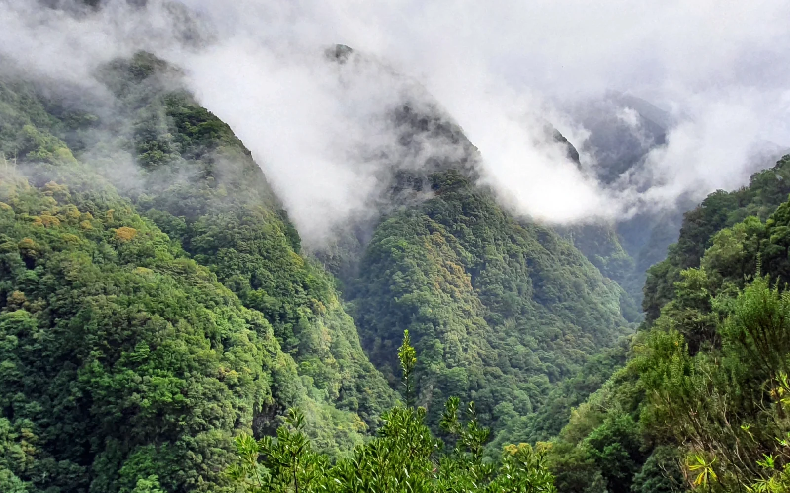Madeira beherbergt den größten zusammenhängenden Lorbeerwald der Welt