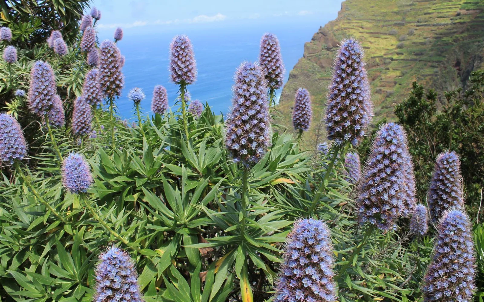 Madeira-Natternkopf - Madeira wird oft auch als Blumeninsel bezeichnet