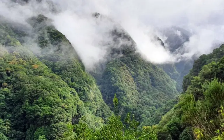 Madeira beherbergt den ältesten und größten Lorbeerwald der Erde