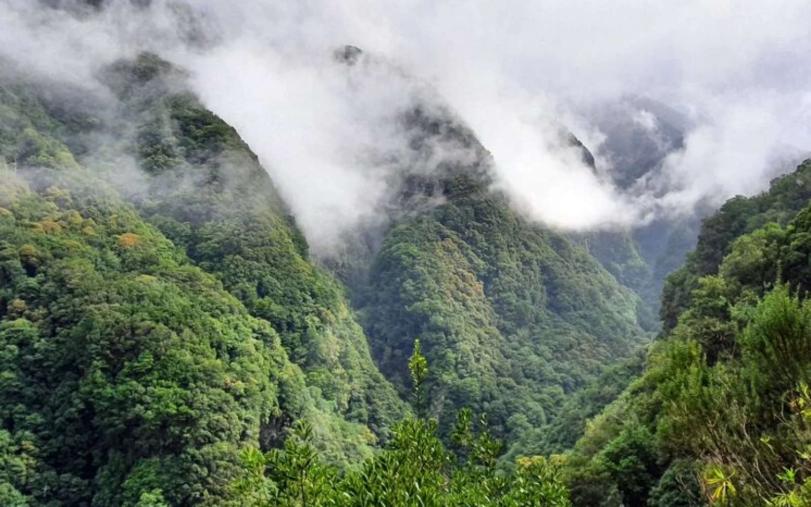Madeira beherbergt den ältesten und größten Lorbeerwald der Erde