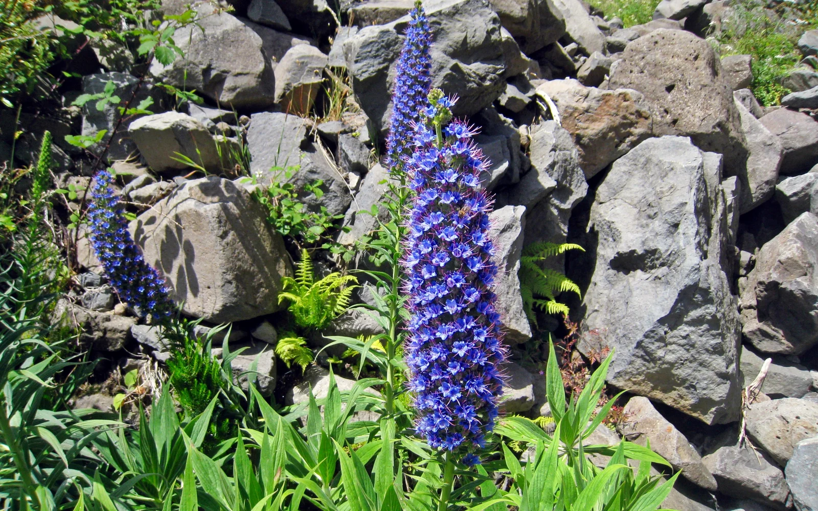 Stolz Madeiras - Natternkopf (echium candicans)