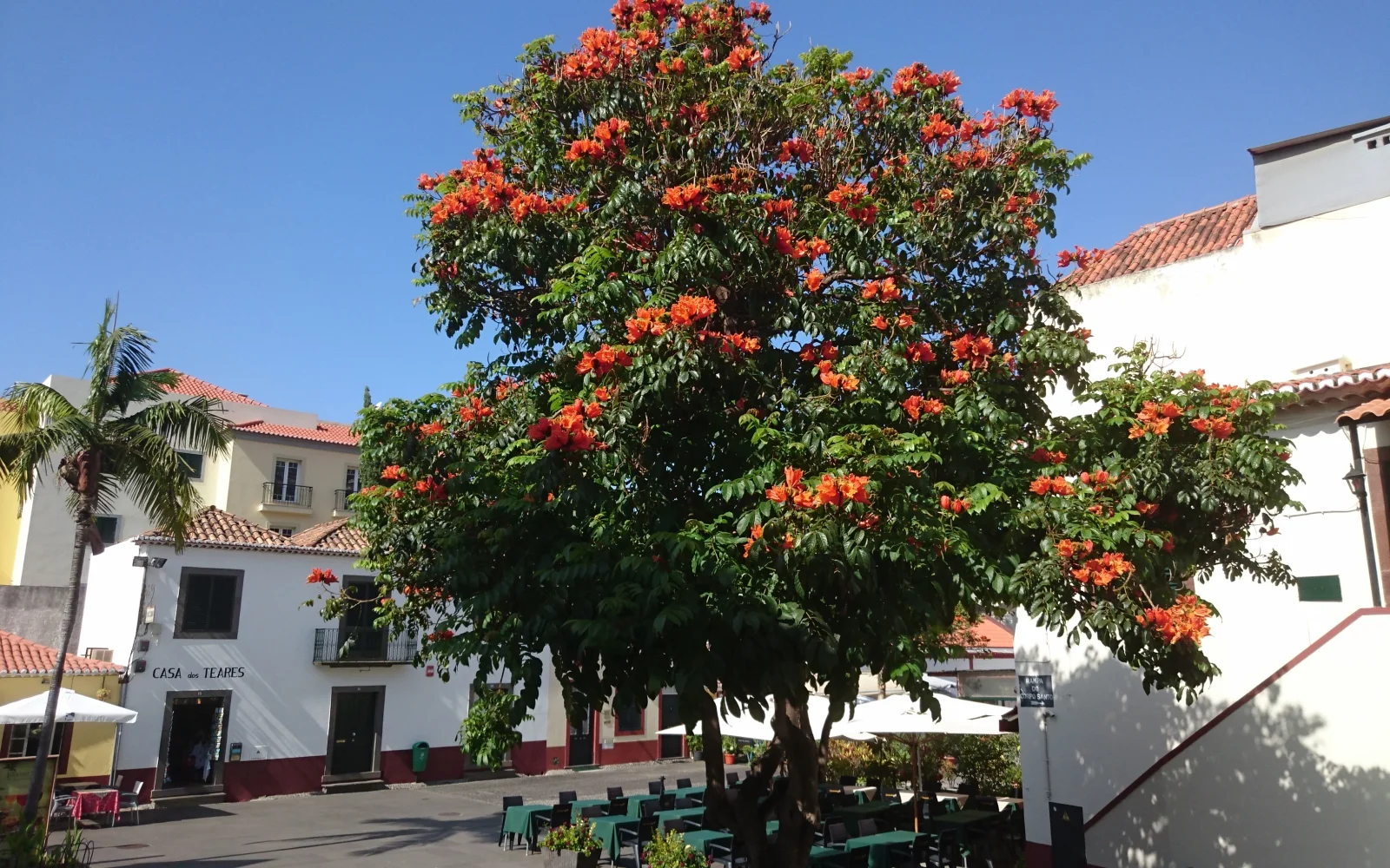 Afrikanischer Tulpenbaum in Funchal