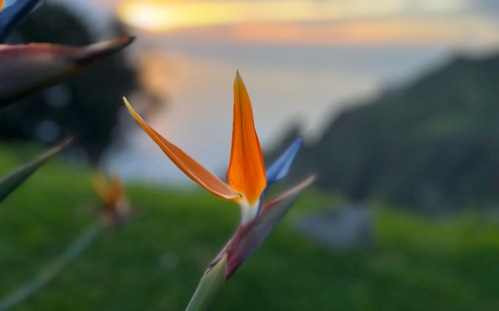 Blüte der Paradiesblume (Strelitzie)