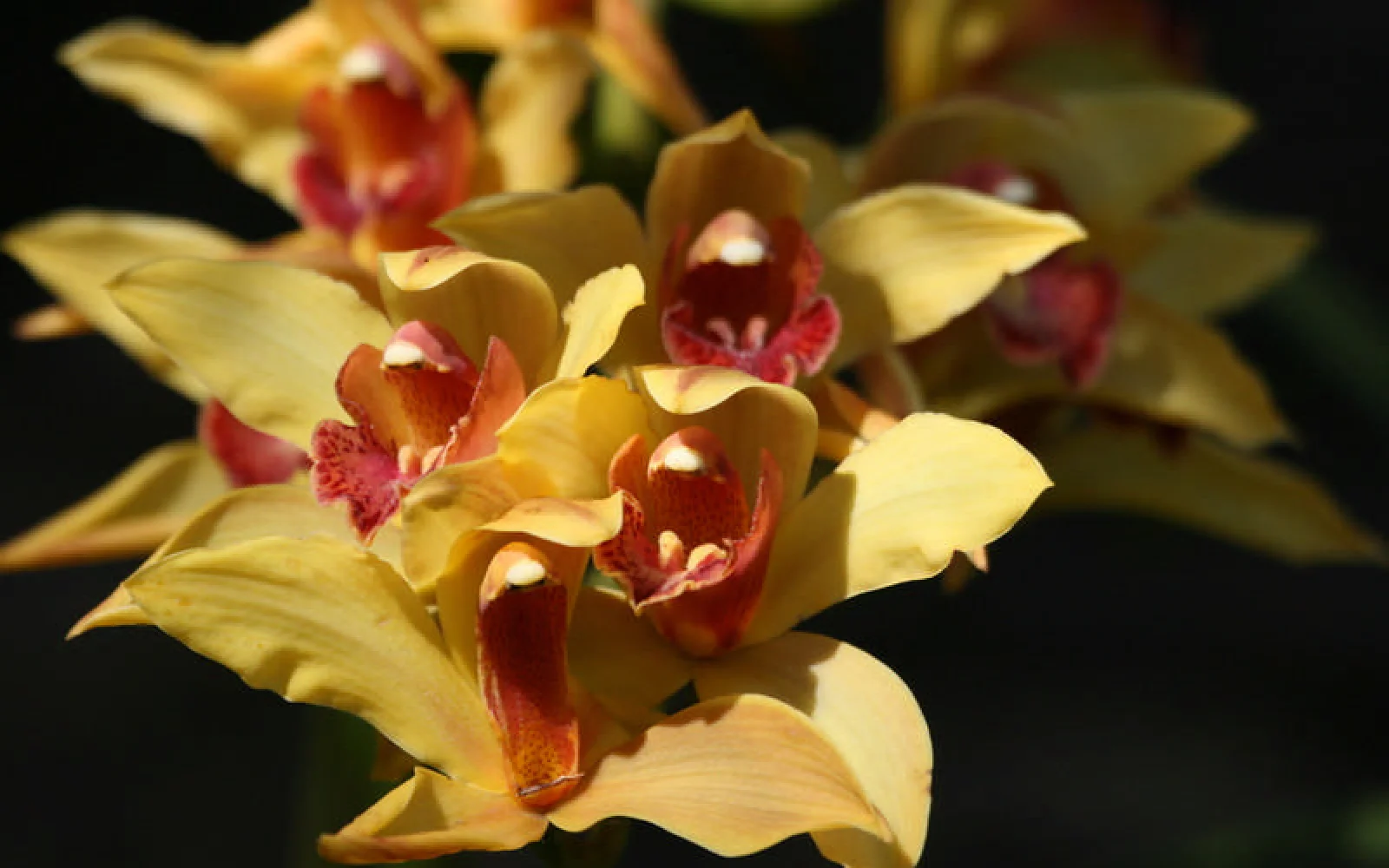 Madeira wird aufgrund der Pflanzenvielfalt auch "Blumeninsel" genannt