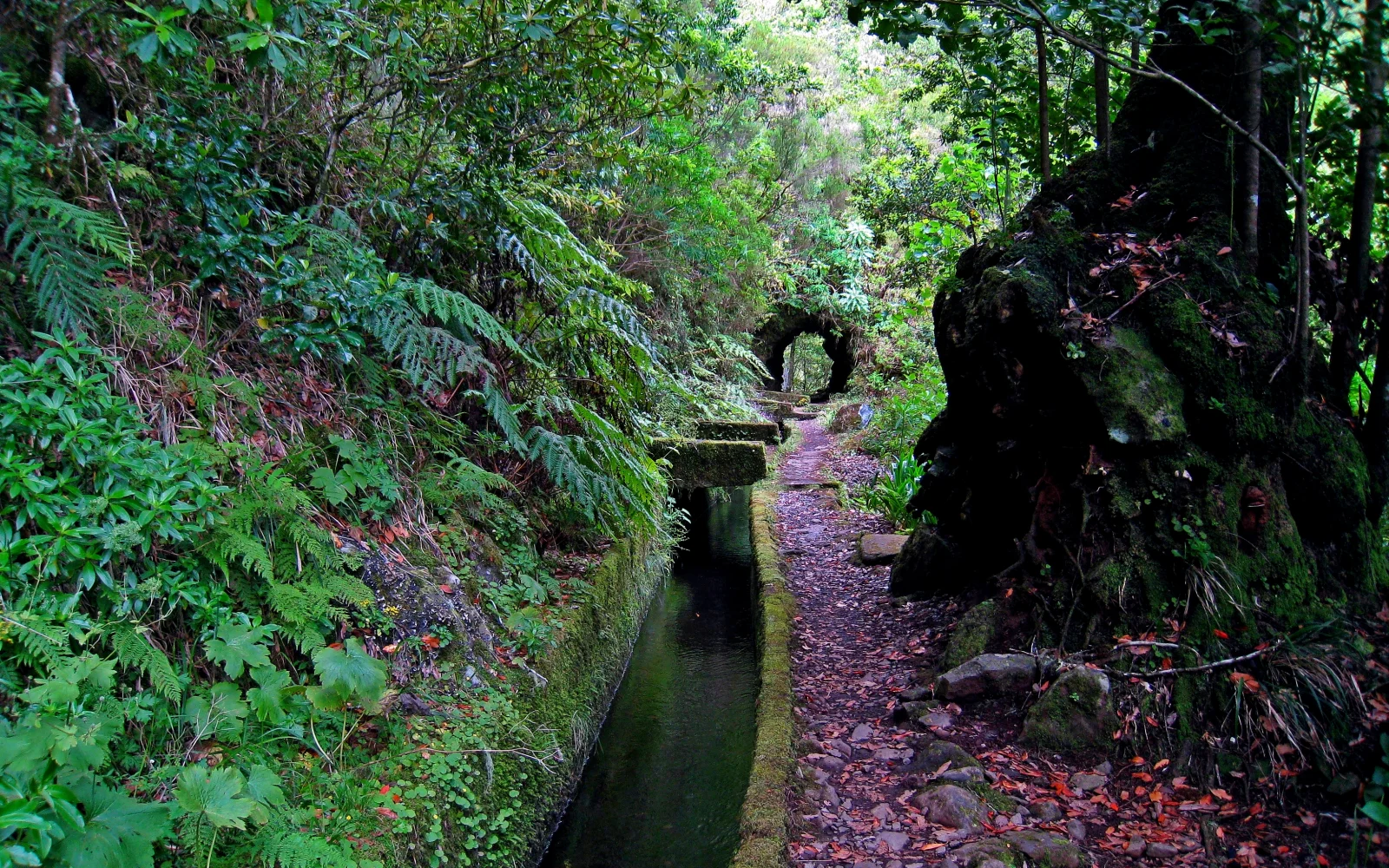 Tunnelwanderung auf der Levada do Norte