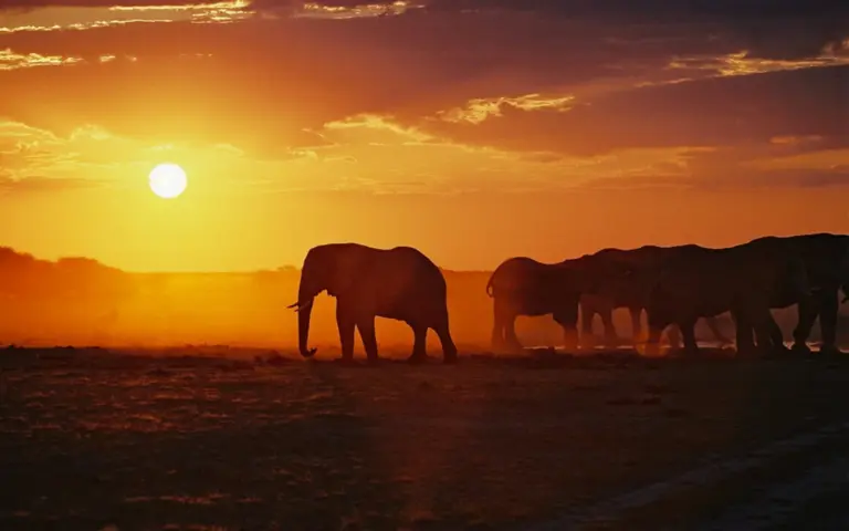 Abendstimmung im Süd Luangwa Nationalpark, Sambia