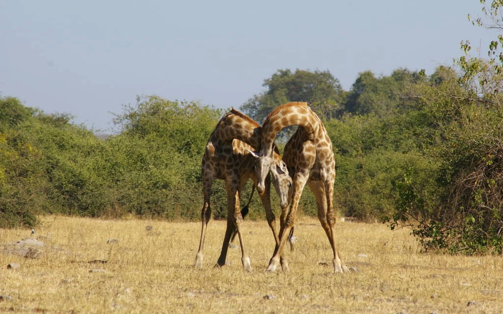 Giraffenkampf im Süd Luangwa Nationalpark