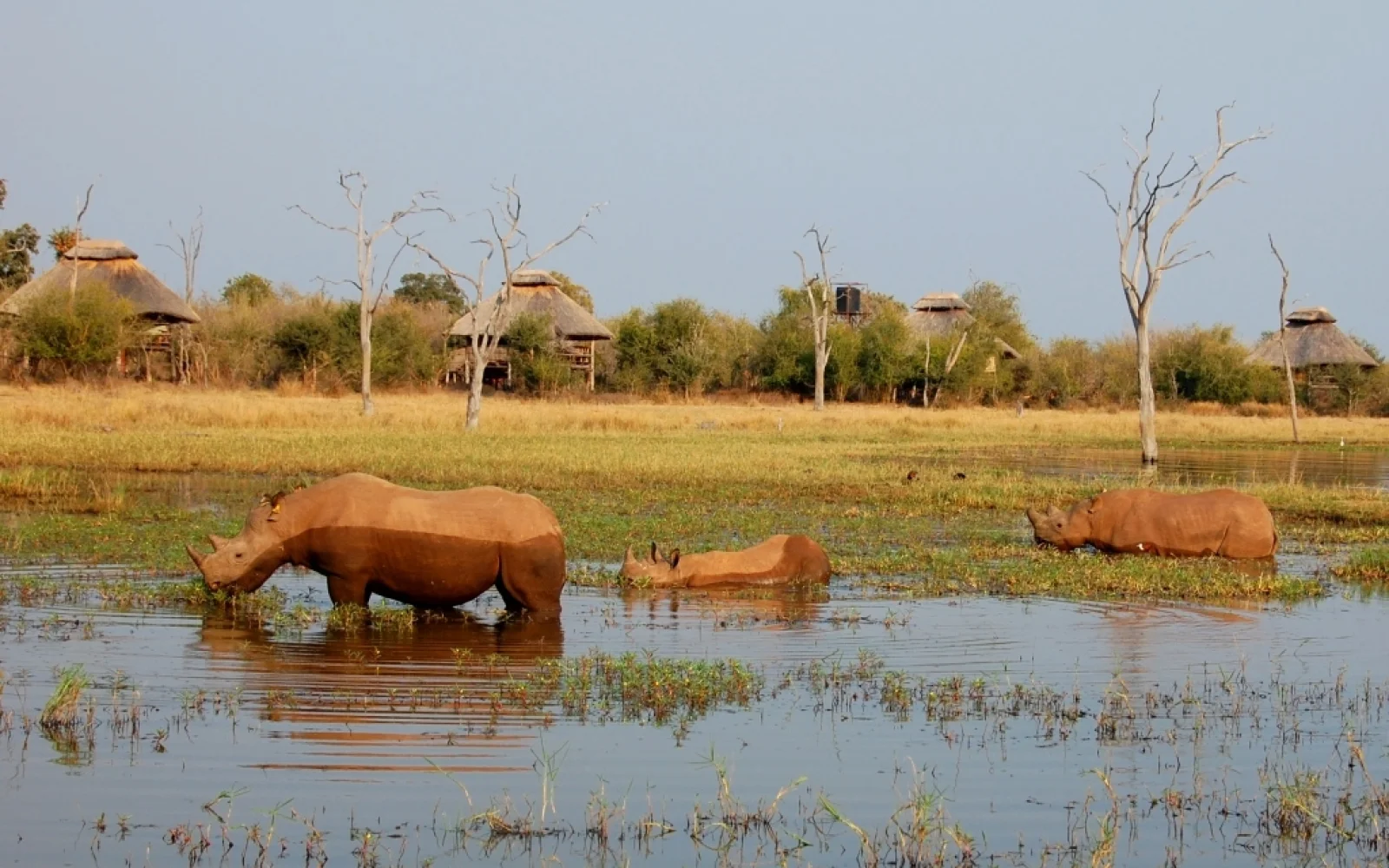 Atemberaubende Begegnungen mit den berühmten Wildtieren Afrikas garantiert 