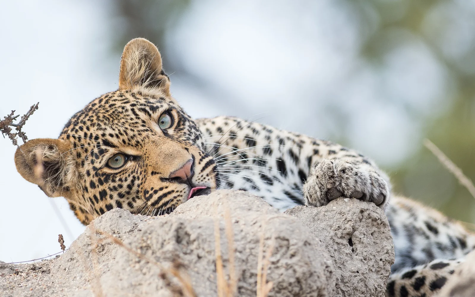 Berühmt für seine außergewöhnliche Tierwelt, Kruger Nationalpark