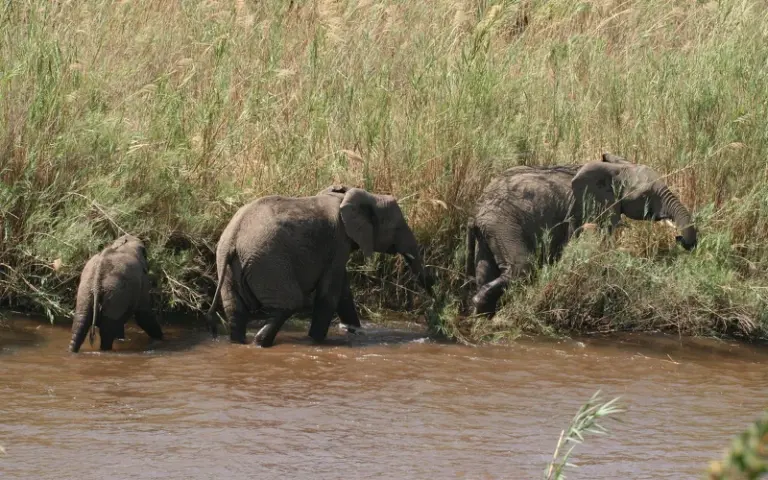 Tierbeobachtung im Kruger Nationalpark