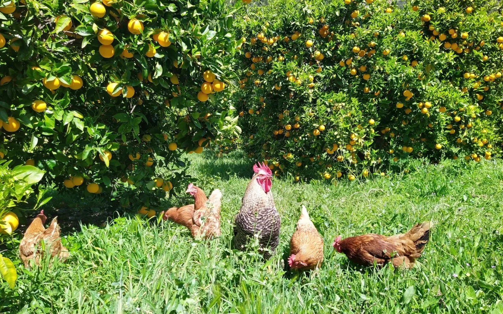 Im Orangenhain von Fornalutx heißen wir Sie auf einer Finca zu einem mallorquinischen Essen herzlich willkommen. Keine Sorge, nicht die Hühner. :-)